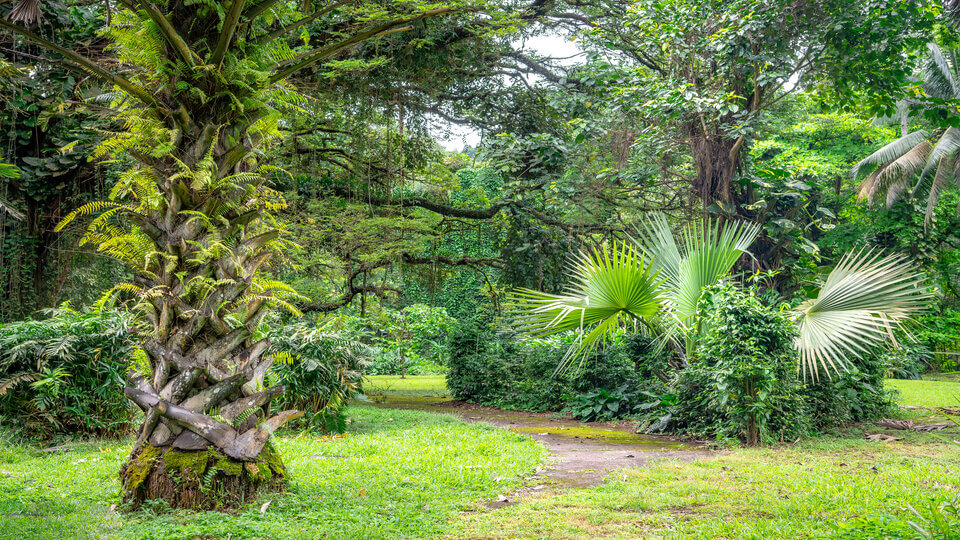 Limbe