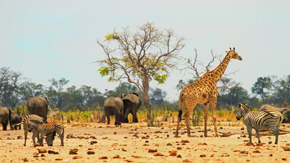 Hwange National Park